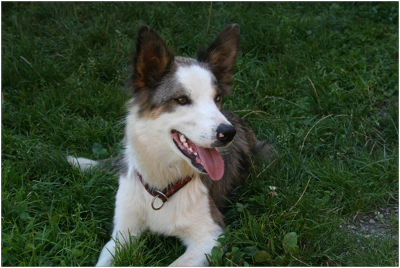Registrierung von Hunden Registrierung von Hunden